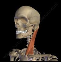 The Sternocleidomastoid Muscle & Its Channel Relationships