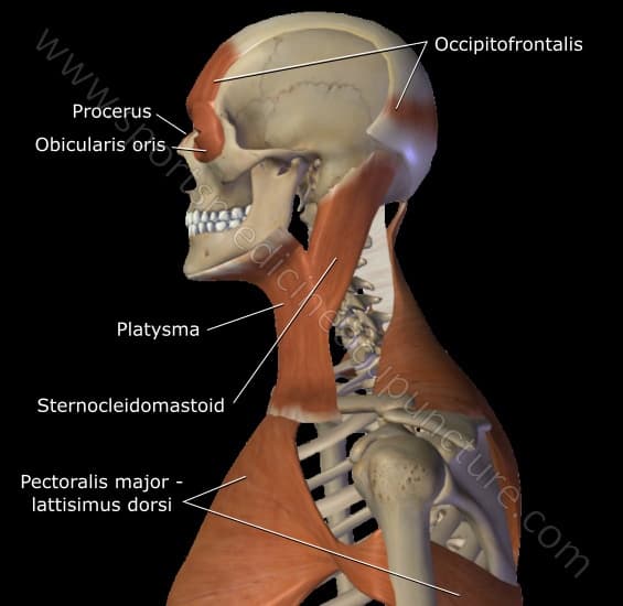 Fig 4. The Sternocleidomastoid Muscle & Urinary Bladder Sinew Channel | SPORTSMEDICINEACUPUNCTURE.COM