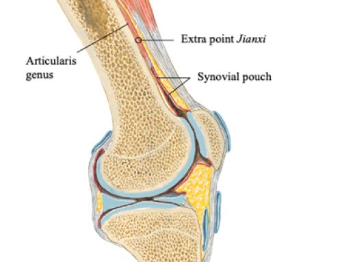 Anterior Knee Pain: Articularis Genus and Extra Point Jianxi