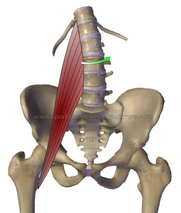 Working with the Psoas | SPORTSMEDICINEACUPUNCTURE.COM