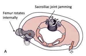 Sacroiliac Joint Jamming | SPORTSMEDICINEACUPUNCTURE.COM