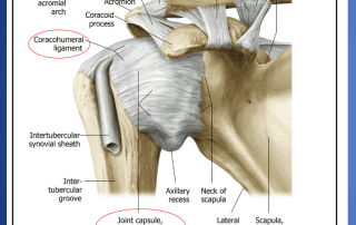 Anterior View: Humerus in External Rotation